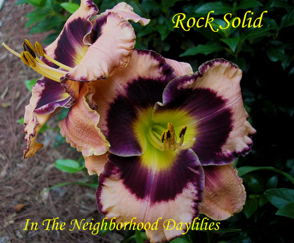 Rock Solid   (Stamile, 2002)-Daylily;Daylilies;Day Lily;CLICK ON IMAGE TO ENLARGE;Daylily Rock Solid;Stamile Daylily;Award Winning Daylily;Reblooming Daylilies;Very Fragrant Daylilies;Cream w' Plum Violet Eye & Edge Daylily;Dormant Daylily