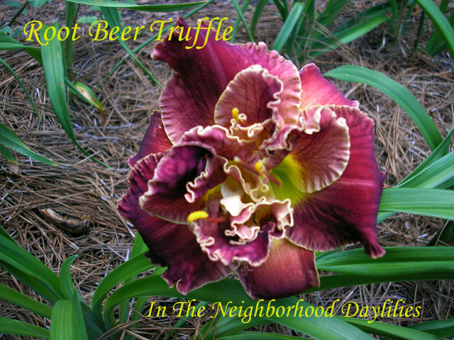 Root Beer Truffle  (Kirchhoff, D.,  2001)-Daylily;Daylilies;CLICK PICTURE FOR LARGER IMAGE;Root Beer Truffle Daylily;David Kirchhoff 2001 Daylily;Award Winning Daylily;Reblooming Daylilies;Double Daylilies;Exetended Bloom Time Daylily