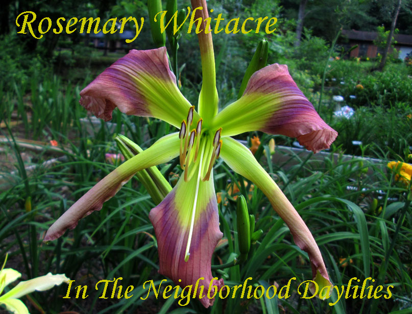 Rosemary Whitacre  (Roberts, N.,  1999)-Daylily;Daylilies;CLICK ON IMAGE TO ENLARGE;Rosemary Whitacre Daylily;N. Roberts 1999 Daylily;Lavender w' Purple Eye Daylily;Reblooming Daylilies;Award Winning Daylily