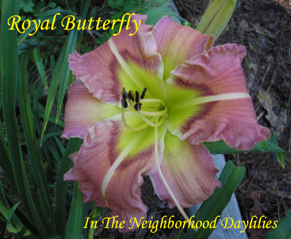 Royal Butterfly (Dougherty  1988)-Daylilies For Sale;Click on Image to Enlarge;Daylily;Daylilies;Day Lillies;Daylily Royal Butterfly;1988 Dougherty Daylily;Pink w' Rose Eyezone & Green Throat Daylily;Award Winning Daylily;Perennial Daylilies