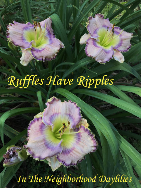 Ruffles Have Ripples  (Petit,  2009)-Daylily;Daylilies;Daylillies;CLICK IMAGE TO ENLARGE;Daylily Ruffles Have Ripples;Petit 2009 Daylily;Award Winning Daylily;Lavender w'Violet Patterned Eye & Violet Picotee Edge w' Gold Above Green Throat Daylily;Reblooming Daylilies