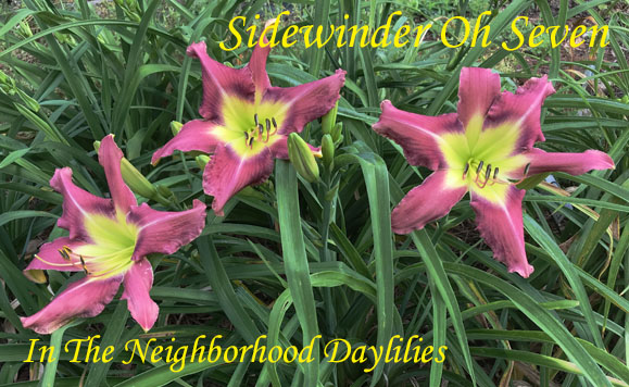 Sidewinder Oh Seven   (Hansen,  2003)-Daylily;Daylilies;Daylillies;Daylily Sidewinder Oh Seven;2003 D.Hansen Daylily;Orchid Mist w' Violet Eye Above Green Throat Daylily;Reblooming Daylilies;Unusual Form Daylily
