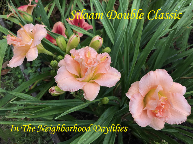 Siloam Double Classic  (Henry, P., 1985)-Daylily Siloam Double Classic;P.Henry Daylily;Pink Self Daylily;Double Daylily;Daylily Picture;Affordable Daylilies;Award Winning Daylily;Perennial;Fragrant Daylilies