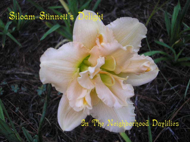 Siloam Stinnett's Delight   (Henry, P., 1992)-Daylily Siloam Stinnett's Delight;P.Henry Daylily;Light Pink w' Pink Eye Daylily;Double Daylily;Daylily Picture;Perennial;Affordable Daylilies;Fragrant Daylilies;Dormant Daylily