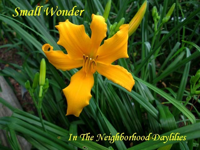 Small Wonder  (Bennett, T.J., 1965) Four Fans-Daylily Small Wonder;T.J.Bennett Daylily;Orange Self Daylily;Spider Daylily;Daylily Picture;Perennial;Affordable Daylilies;Early Midseason Daylily;Dormant Daylily
