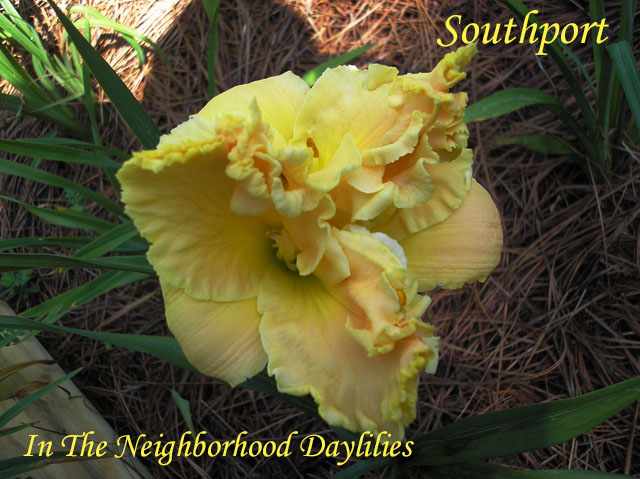 Southport  (Trimmer,  2002)-Daylily;Daylilies;Day Lily;CLICK IMAGE TO ENLARGE;Daylily Southport;Trimmer 2002 Daylily;Yellow Peach Blend Above Yellow Green Throat Daylily;Double Daylily;Reblooming Daylilies;Perennial Daylilies