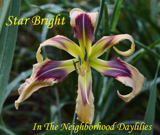 Star Bright  (Trimmer  2012)-Daylily;Daylilies;Day Lilly;CLICK ON IMAGE TO ENLARGE;Daylily Star Bright;Trimmer 2012 Daylily;Cream Lavender, Blue Eye Etched in Violet, Chartreuse Green Throat Daylily;Reblooming Daylilies;Perennial Daylilies