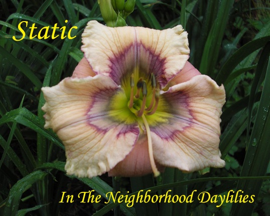 Static  (Stamile,  2006)-Daylily;Daylilies;Daylillies;Daylily Static;2006 Stamile Daylily;Orchid w' Multicolored Eye Daylily;Reblooming Daylilies;