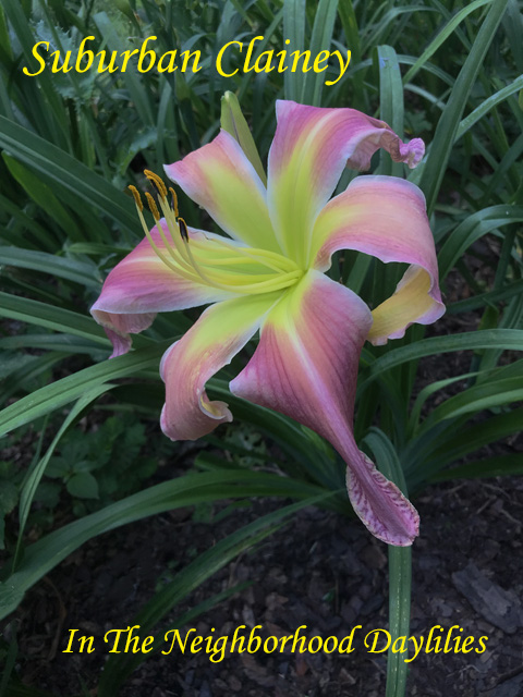 Suburban Clainey  (Watts,  2004)-Daylily;Daylilies;Daylillies;CLICK ON PICTURE TO ENLARGE;Suburban Clainey Daylily;Watts 2004 Daylily;Light Rose Pink Self Above Yellow to Green Throat Daylily;Unusual Form Daylily;Reblooming Daylilies