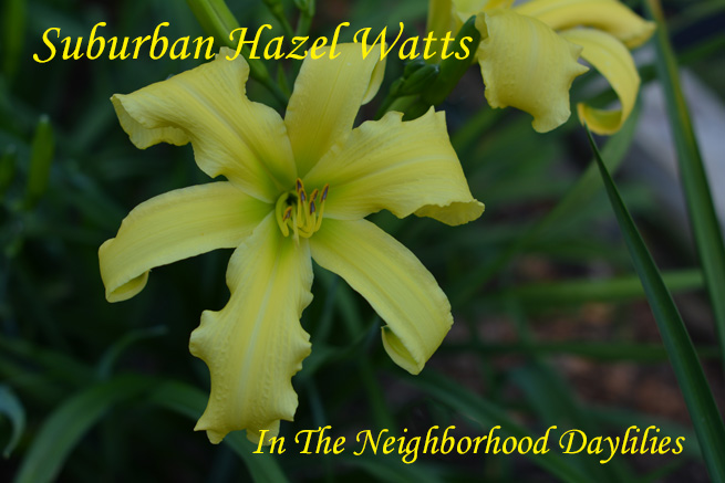 Suburban Hazel Watts   (Watts,  2011)-CLICK ON IMAGE TO ENLARGE;Daylily;Daylilies;Daylillies;Suburban Hazel Watts Daylily;Watts 2011 Daylily;Bright Yellow Self w' Bright Green Throat Daylily;Reblooming Daylilies;Unusual Form Daylily