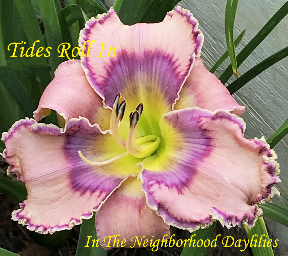 Tides Roll In  (Petit  2011)-Daylily;Daylilies;Day Lillies;CLICK ON IMAGE TO ENLARGE;Daylily Tides Roll In;Petit 2011 Daylily;Lavender Pink w' Violet & Burgundy Eye w' Burgundy & Greenish Gold Bubble Edge Daylily;Semi-Evergreen Daylily;Tetraploid Daylily;Perennial Daylilies