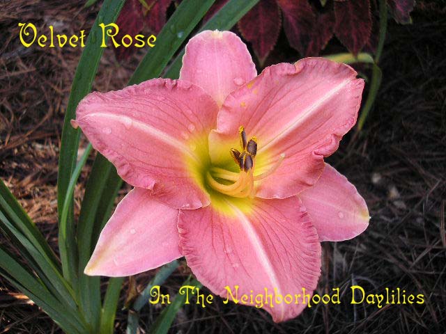 Velvet Rose  (Stamile, 1992)-Daylily Velvet Rose;Stamile Daylily;Rose Pink Self Daylily;Daylily Picture;Perennials;Early Midseason Daylily;Reblooming Daylilies