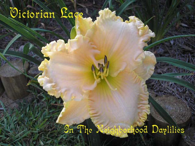 Victorian Lace  (Stamile, 1999)-Daylily;Daylilies;CLICK IMAGE TO ENLARGE;Daylily Victorian Lace;Stamile Daylily;Pink w' Gold Ruffled Edge Daylily;Daylily Picture;Perennials;Award Winning Daylily;Fragrant Daylilies;Early Midseason Daylily;Reblooming Daylilies