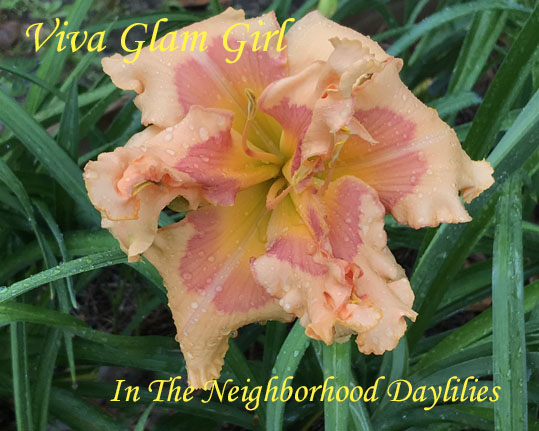 Viva Glam Girl  (Marchant  2011)-Daylily;Daylilies;Day Lilly,CLICK IMAGE TO ENLARGE PICTURE; Viva Glam Girl Daylily;Marchant 2011 Daylily;Award Winning Daylily;Salmon Cream Pink w' Pink Eye & Partial Picotee Edge Daylily;Double Daylily;Unusual Form Crispate Daylily;Perenial Daylily;Reblooming Daylilies