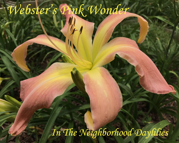 Webster's Pink Wonder  (Webster-Cobb  2003)-Daylily;Daylilies; Day Lily;Daylily Webster's Pink Wonder;Webster-Cobb 2003 Daylily;Award Winning Daylily;Stout Medal Winning Daylily;Pink Unusual Form Daylily;Perennial Daylily
