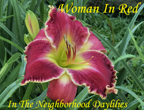 Woman In Red  (Dan Hansen  2015)-Sun Loving Flowers;Daylily;Daylilies;Day Lillies;CLICK ON IMAGE TO ENLARGE;Daylily Woman In Red;Dan Hansen 2015 Daylily;Red w' White Edge & Green Throat Daylily;Reblooming Daylilies;Evergreen Daylilies;Perennial Daylilies