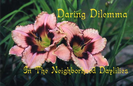 Daring Dilemma  (Salter, 1992)-CLICK PICTURE;Daylily Daring Dilemma;Salter Daylily;Cream Tinted Pink w' Plum Edge & Eye Daylily;Award Winning Daylily;Affordable Daylilies;Midseason Daylilies;Tetraploid Daylily;Semi-evergreen Daylily