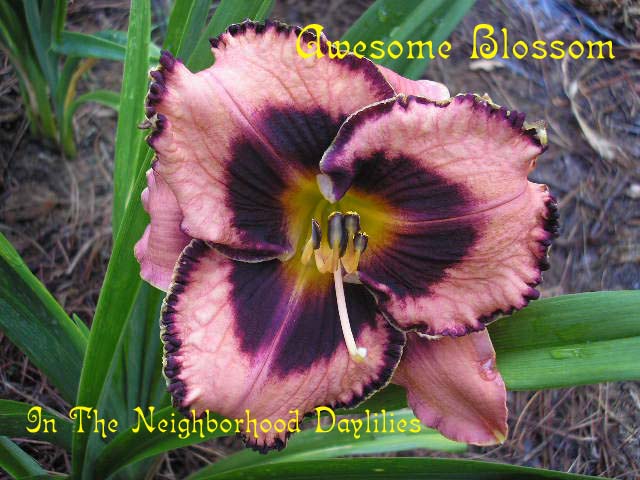 Awesome Blossom  (Salter, 1996)-CLICK PICTURE;Awesome Blossom Daylily;Salter Daylily;Antique Rose w' Raisin Plum Eye Daylily;Award Winning Daylily;1996 Registered Daylily;Early Midseason Daylilies;Reblooming Daylilies;Tetraploid Daylily; Evergreen Daylily