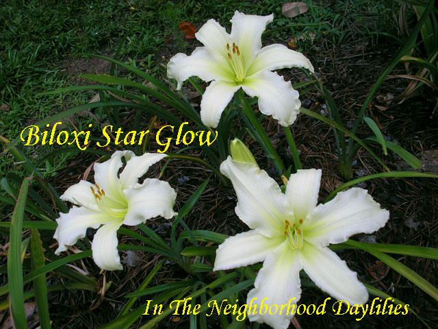 Biloxi Star Glow  (Ingram,  2010)-Daylily;Daylilies;CLICK PICTURE;Biloxi Star Glow Daylily;Rusty Ingram Daylily;Cream White Self Daylily;Late Blooming Daylily;Reblooming Daylilies