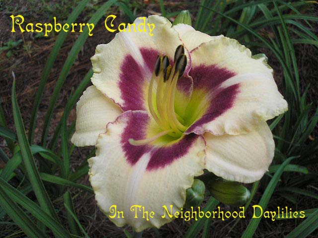 Raspberry Candy  (Stamile, 1992)-Daylily Raspberry Candy;Stamile Daylily;Cream w' Raspberry Red Eye w' Green Throat Daylily;Award Winning Daylily;Perennials;Affordable Daylilies;Fragrant Daylily;Extended Blooming Time Daylilies;Early Season Daylily;Reblooming Daylilies;Tetraploid Daylily;Dormant Daylily