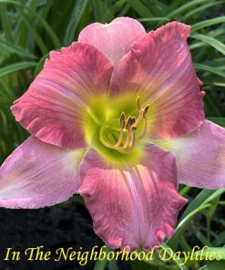 Best Kept Secret (Kirchhoff, D., 1990)