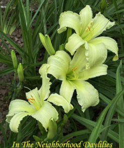 Biloxi Star Glow (Ingram, 2010)
