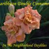 Caribbean Double Cinnamon (Talbott, 1994)