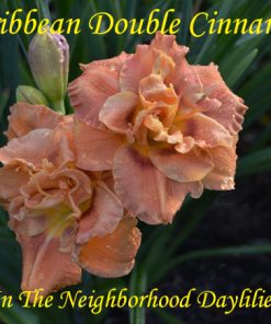 Caribbean Double Cinnamon (Talbott, 1994)