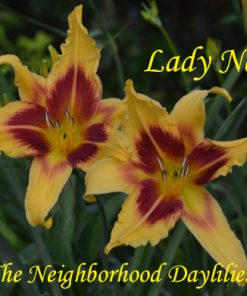 Lady Neva (Alexander & Moody 1970)