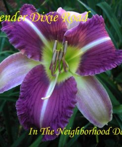 Lavender Dixie Road (Reinke, B., 2001)