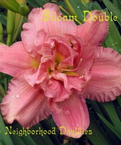 Siloam Double Rose (Henry, P., 1979)