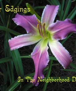 Silver Edgings (Reinke, J., 2004)