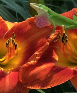 Wiregrass Starquake (Cooper, E., 1992)