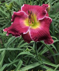 Unbound (Hansen, D.  2014)